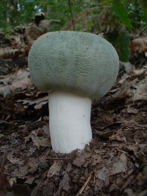 Russula virescens e simpatici segnali direzionali